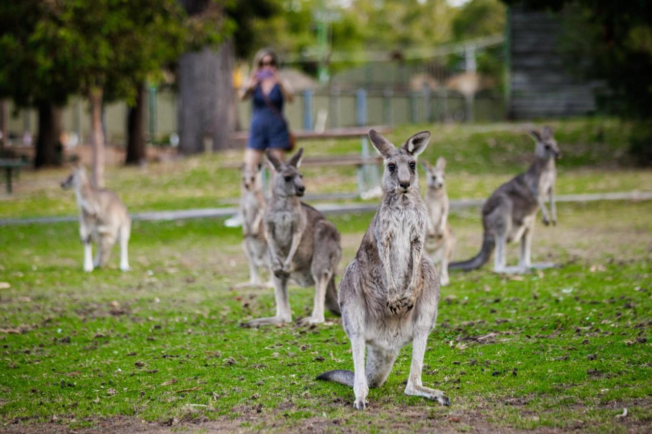 Yha Grampians Eco, Halls Gap Esterno foto